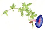 Portuguese morning glory