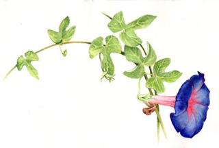 Portuguese morning glory