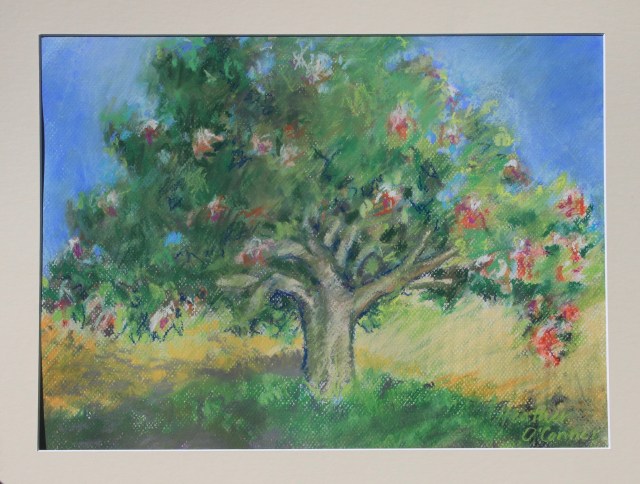 Scrub Bottle Tree - Brachychiton discolor, Australia