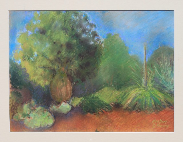 Australian Bottle Tree - Brachychiton rupestris