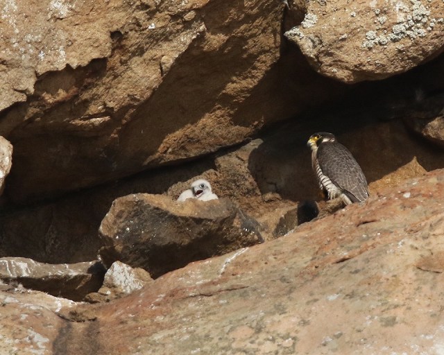 Peregrine with new chick Photo by Cleve Nash
