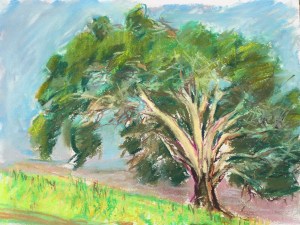 Eucalyptus #1 at Laguna Lake, San Luis Obispo, CA