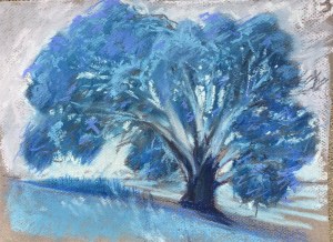 Eucalyptus #3 at Laguna Lake, San Luis Obispo, CA