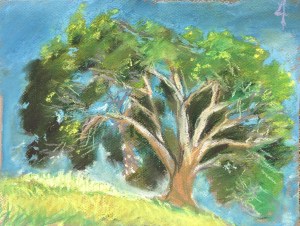 Eucalyptus #4 at Laguna Lake, San Luis Obispo, CA