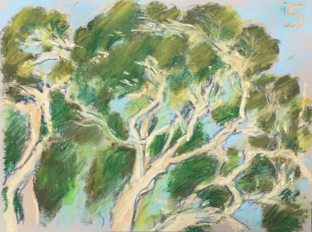 Eucalyptus #5 at Laguna Lake, San Luis Obispo, CA