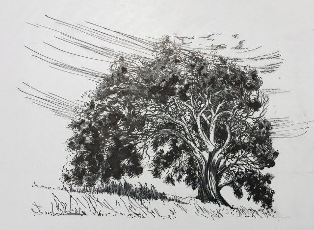 Eucalyptus, scratchboard, at Laguna Lake, San Luis Obispo, CA